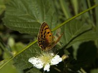 Lycaena virgaureae 79, Morgenrood, female, Saxifraga-Marijke Verhagen