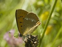 Lycaena virgaureae 8, Morgenrood, female, Saxifraga-Jan van der Straaten