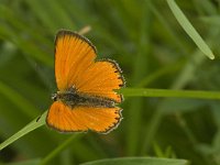 Lycaena virgaureae 80, Morgenrood, male, Saxifraga-Jan van der Straaten