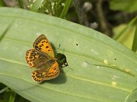 Lycaena virgaureae 81, Morgenrood, female, Saxifraga-Marijke Verhagen