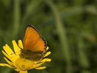 Lycaena virgaureae 83, Morgenrood, male, Saxifraga-Jan van der Straaten