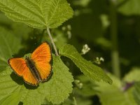 Lycaena virgaureae 85, Morgenrood, male, Saxifraga-Jan van der Straaten