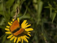 Lycaena virgaureae 87, Morgenrood, male, Saxifraga-Jan van der Straaten