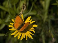 Lycaena virgaureae 88, Morgenrood, male, Saxifraga-Jan van der Straaten