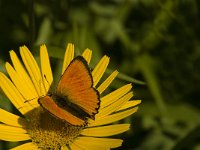 Lycaena virgaureae 89, Morgenrood, male, Saxifraga-Jan van der Straaten