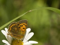 Lycaena virgaureae 90, Morgenrood, female, Saxifraga-Jan van der Straaten