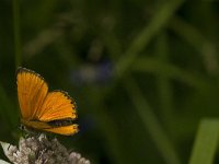 Lycaena virgaureae 91, Morgenrood, male, Saxifraga-Jan van der Straaten