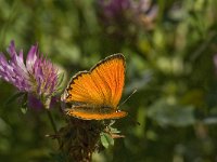 Lycaena virgaureae 93, Morgenrood, Saxifraga-Willem van Kruijsbergen