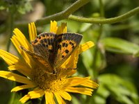 Lycaena virgaureae 96, Morgenrood, Saxifraga-Willem van Kruijsbergen