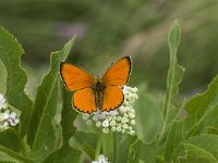 Lycaena virgaureae 97, Morgenrood, Saxifraga-Willem van Kruijsbergen