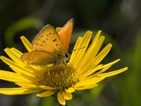 Lycaena virgaureae 99, Morgenrood, Saxifraga-Willem van Kruijsbergen