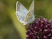 Lysandra coridon, Chalk-hill Blue