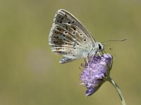 Lysandra coridon 101, Bleek blauwtje, Saxifraga-Willem van Kruijsbergen