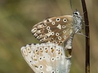 Lysandra coridon 103, Bleek blauwtje, Saxifraga-Willem van Kruijsbergen