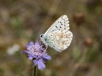 Lysandra coridon 111, Bleek blauwtje, Saxifraga-Willem van Kruijsbergen