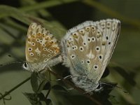 Lysandra coridon 121, Bleek blauwtje, Saxifraga-Marijke Verhagen