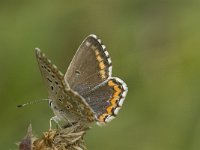 Lysandra coridon 123, Bleek Blauwtje, Saxifraga-Jan van der Straaten