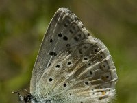 Lysandra coridon 15, Bleek blauwtje, female, Saxifraga-Marijke Verhagen