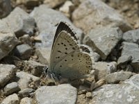 Lysandra coridon 20, Bleek blauwtje, male, Saxifraga-Jan van der Straaten