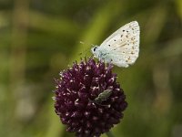 Lysandra coridon 21, Bleek blauwtje, male, Saxifraga-Jan van der Straaten