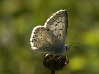 Lysandra coridon 25, Bleek blauwtje, male, Saxifraga-Jan van der Straaten