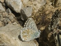 Lysandra coridon 29, Bleek blauwtje, male, Saxifraga-Jan van der Straaten