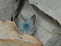 Lysandra coridon 34, Bleek blauwtje, male, Saxifraga-Jan van der Straaten