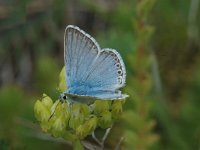 Lysandra coridon 52, Bleek blauwtje, Saxifraga-Marijke Verhagen