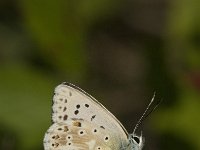 Lysandra coridon 72, Bleek blauwtje, Saxifraga-Jan van der Straaten