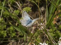 Lysandra coridon 75, Bleek blauwtje, Saxifraga-Jan van der Straaten