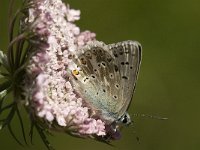 Lysandra coridon 76, Bleek blauwtje, female, Saxifraga-Jan van der Straaten