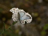 Lysandra coridon 77, Bleek blauwtje, male, Saxifraga-Jan van der Straaten