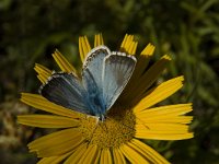 Lysandra coridon 90, Bleek blauwtje, Saxifraga-Marijke Verhagen