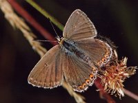 Bleek blauwtje 252_10A : Bleek blauwtje, Polyommatus coridon, Chalk-hill Blue, female