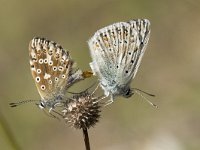 Lysandra coridon 106, Bleek blauwtje, Saxifraga-Willem van Kruijsbergen