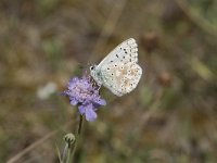 Lysandra coridon 112, Bleek blauwtje, Saxifraga-Willem van Kruijsbergen