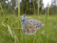 Lysandra coridon 114, Bleek blauwtje, Saxifraga-Ed Stikvoort