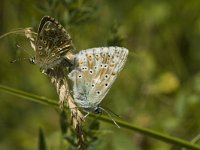 Lysandra coridon 118, Bleek blauwtje, Saxifraga-Marijke Verhagen