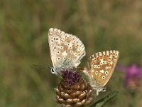 Lysandra coridon 13, Bleek blauwtje, Saxifraga-Marijke Verhagen