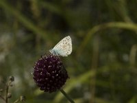 Lysandra coridon 23, Bleek blauwtje, male, Saxifraga-Jan van der Straaten