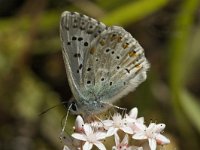 Lysandra coridon 26, Bleek blauwtje, male, Saxifraga-Jan van der Straaten