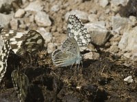 Lysandra coridon 28, Bleek blauwtje, male, Saxifraga-Jan van der Straaten