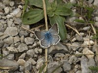 Lysandra coridon 38, Bleek blauwtje, male, Saxifraga-Jan van der Straaten