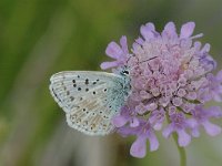 Lysandra coridon 45, Bleek blauwtje, Saxifraga-Jan van der Straaten