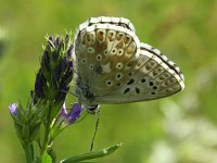 Lysandra coridon 49, Bleek blauwtje, Vlinderstichting-Chris van Swaay  7.19 16:23