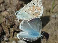 Lysandra coridon 51, Bleek blauwtje, Saxifraga-Jan van der Straaten