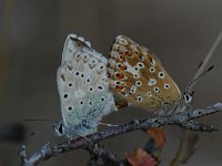 Lysandra coridon 58, Bleek blauwtje, Saxifraga-Arthur van Dijk