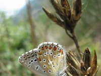 Lysandra coridon 61, Bleek blauwtje, Saxifraga-Arthur van Dijk