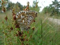 Lysandra coridon 64, Bleek blauwtje, Saxifraga-Mark Zekhuis