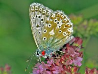 246_36A, Bleek blauwtje. : Bleek blauwtje, Polyommatus coridon, Chalk-hill Blue, with mites